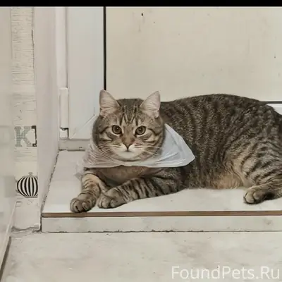 Пропал кот Лео, ул. Максима Горького
