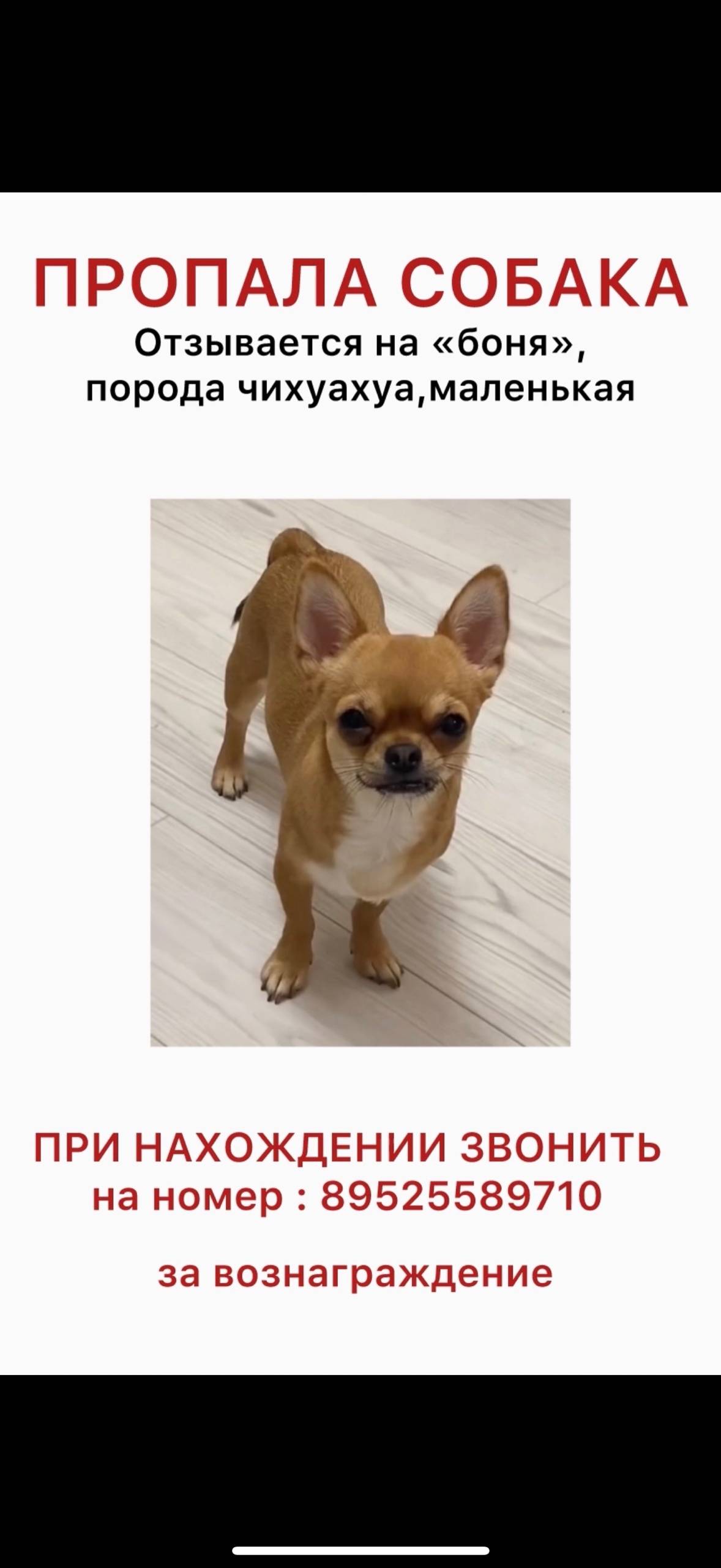 Пропала чихуахуа, рыжая, посёлок Отрадный