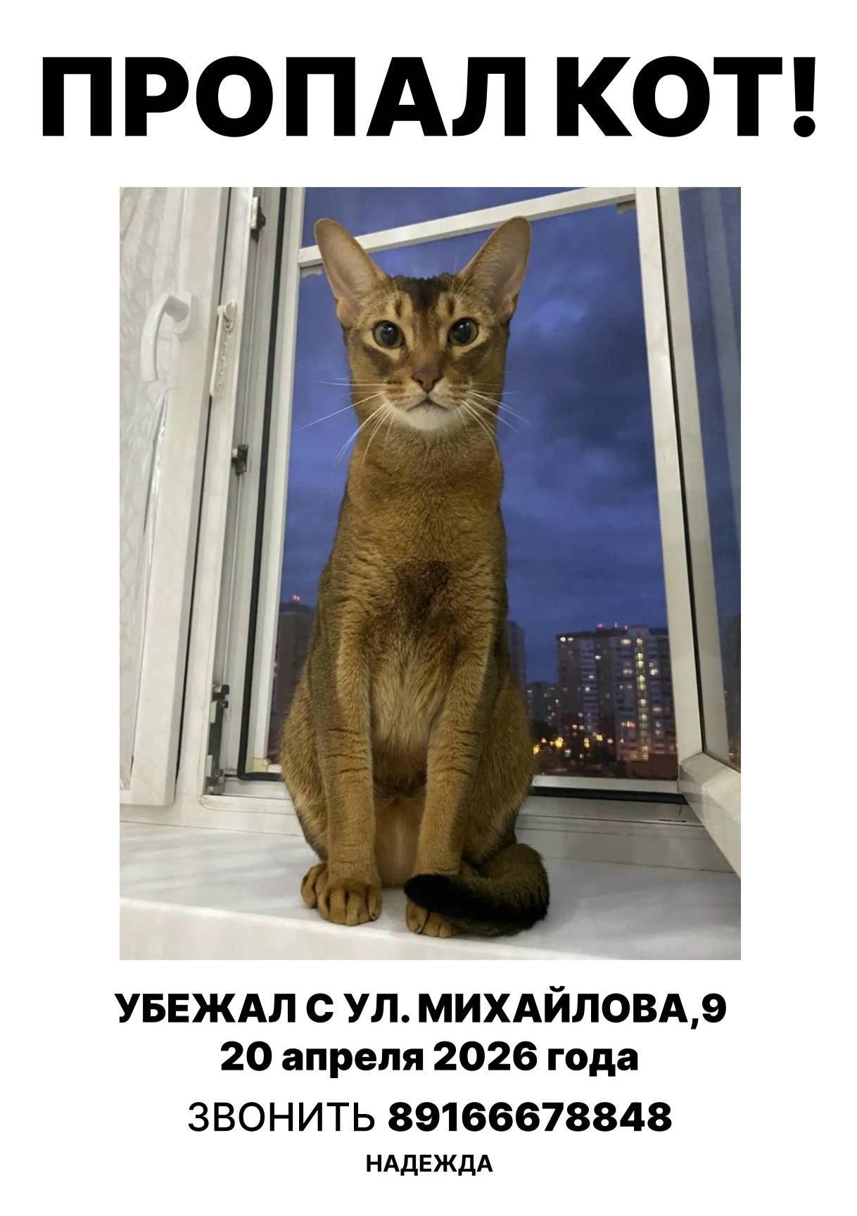 Пропал кот, Москва, ул. Михайлова