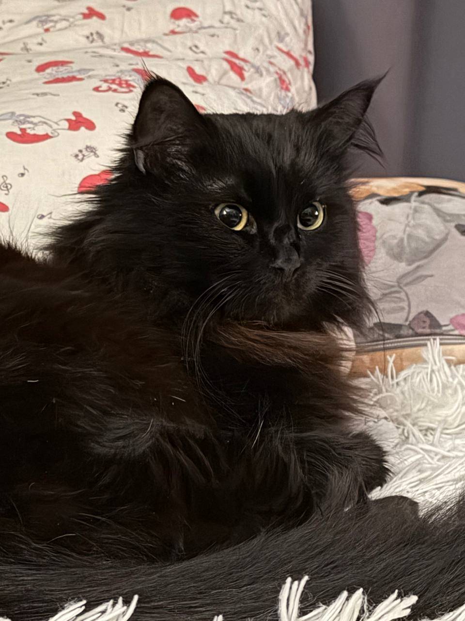 Пропал чёрный кот Сеня, Жодино, район Кузнечный