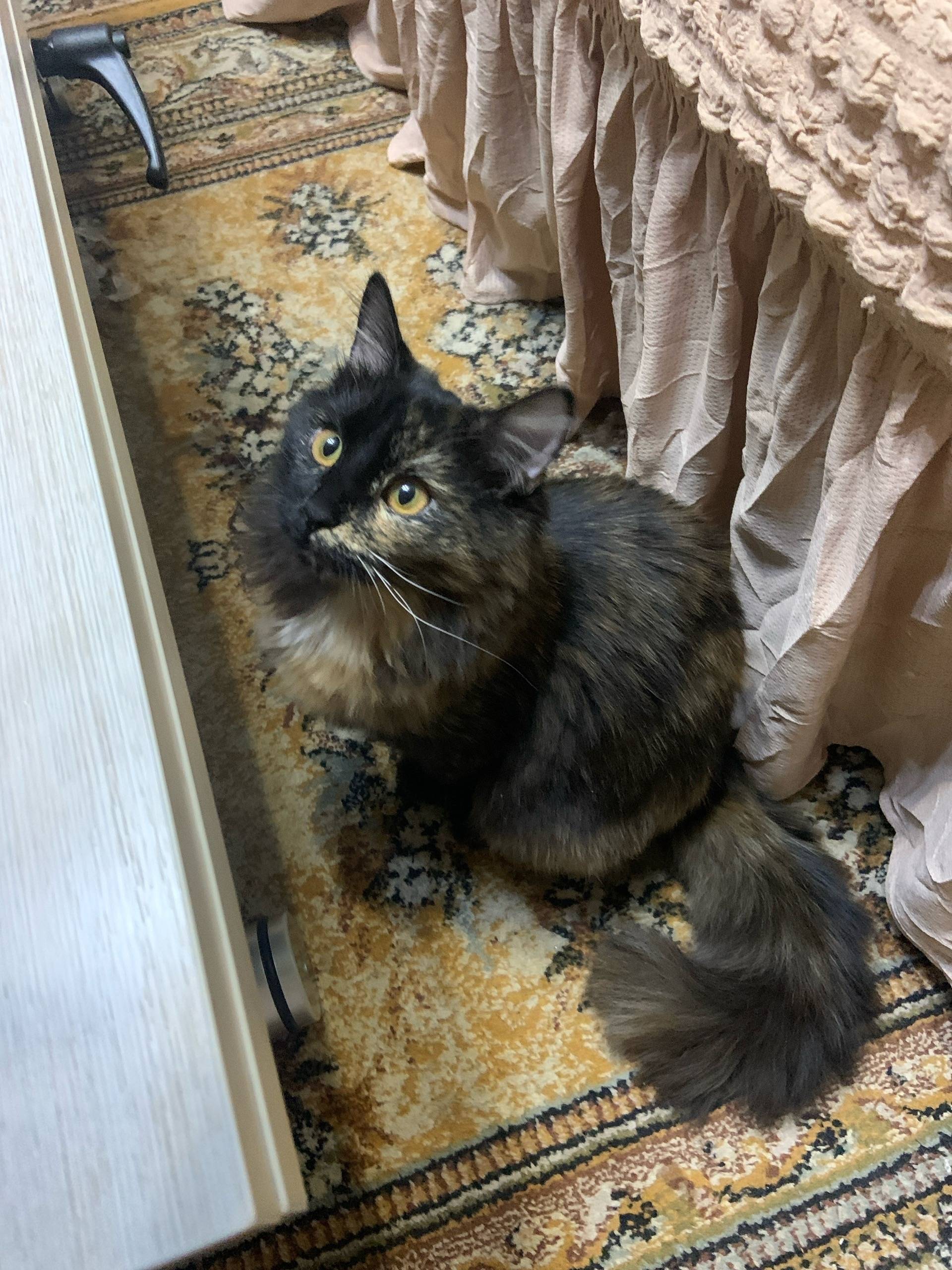 Пропала кошка Рокси, улица Белякова