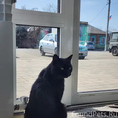 Пропал чёрный кот Черныш, Аксайский район