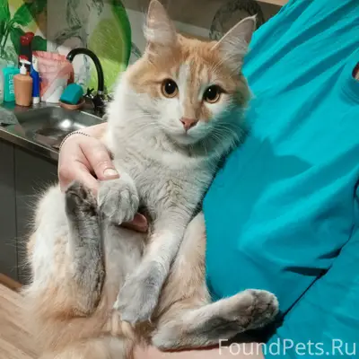 Пропал кот Кеша, нижний рюм