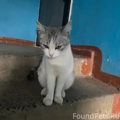 Пропала кошка, около магазина Монетки