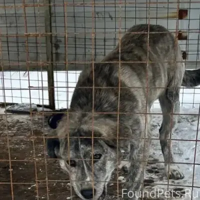 Пропал алабай Тор, район жд станции Всеволожская