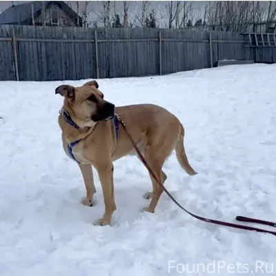 Пропал метис стафа Рыжий, ДНТ Богдановское