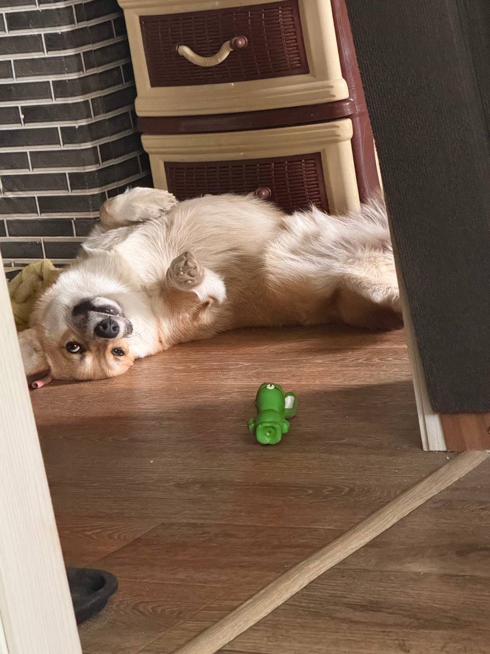 Пропал корги Деви, Кадников, Северный переулок