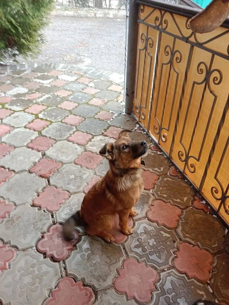 Найден тип собака, д. Варварское