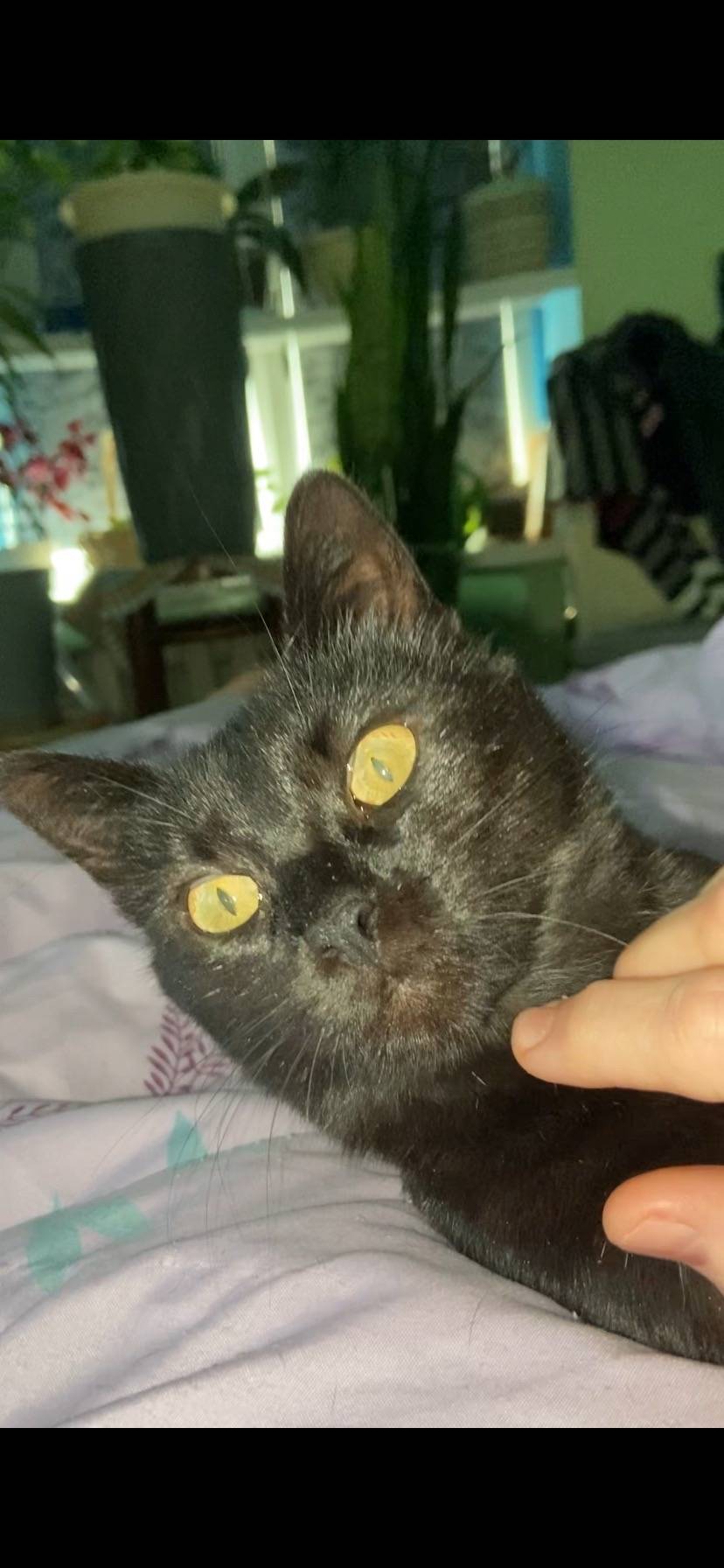 Пропала гладкошёрстная кошка Тучка, Парусный проезд