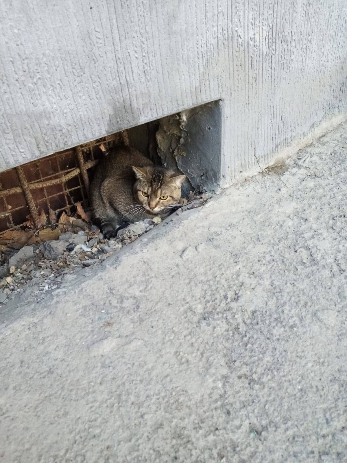 Найден кот, Шило