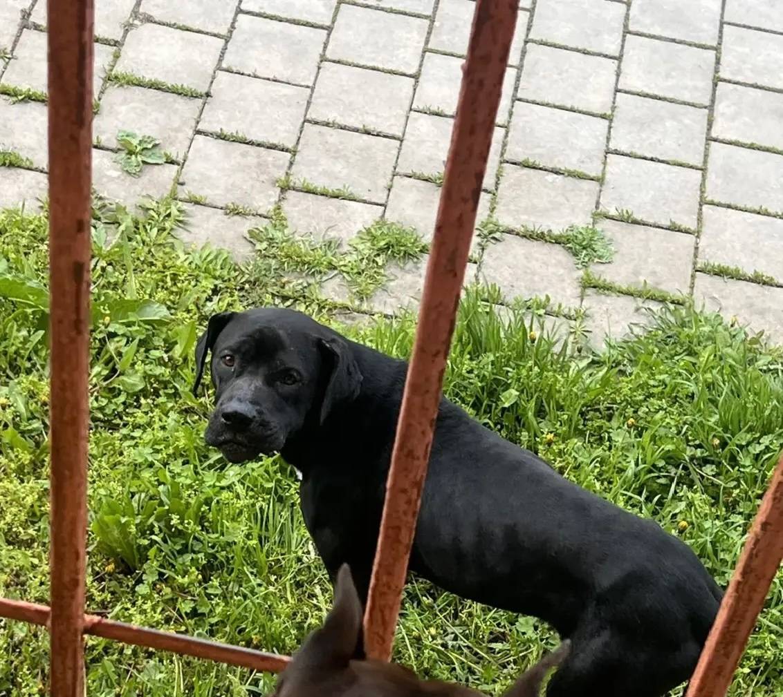 Найден пёс, район сахарного завода