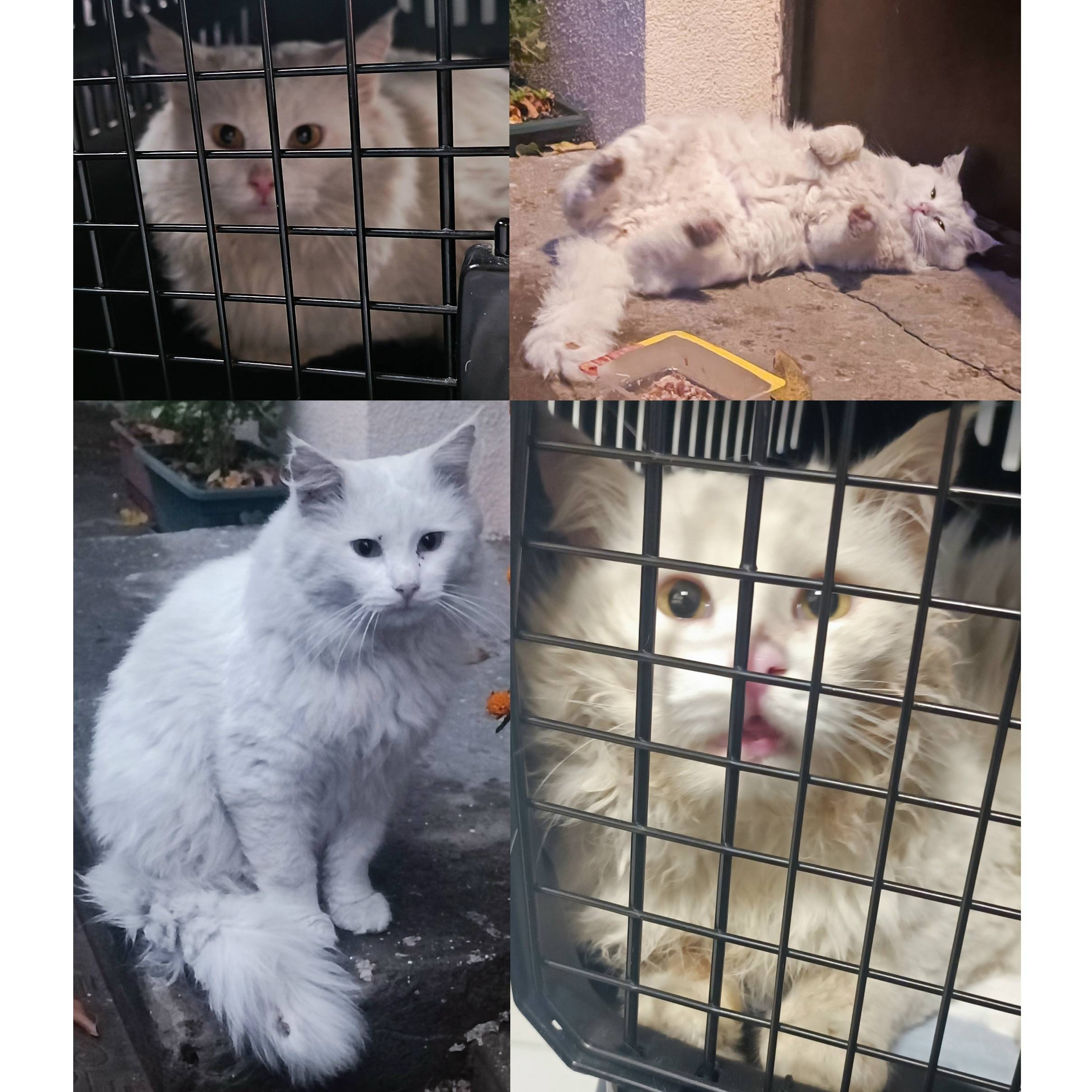 Пропал толстый и пушистый кот, Саратов