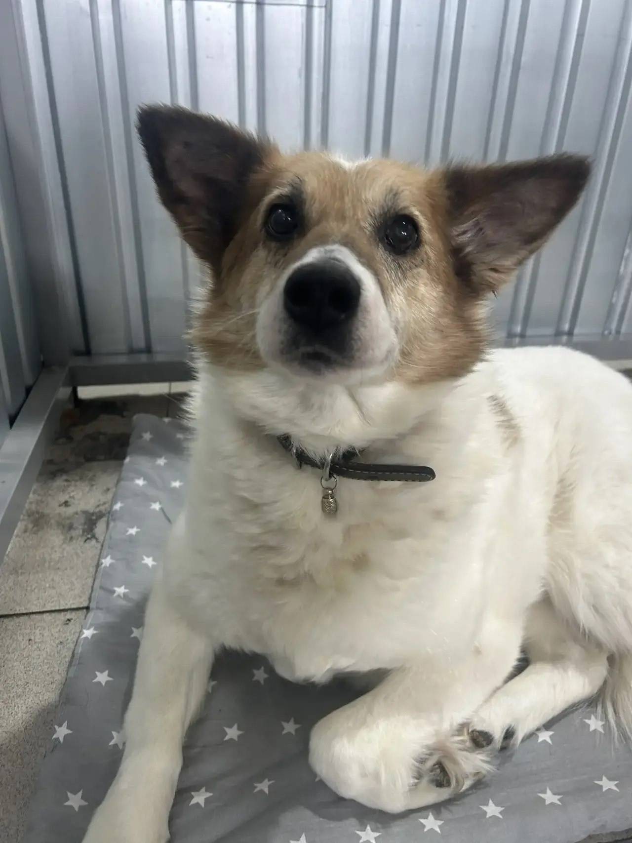 Пропала собака Луна, район Железнодорожной 112Б