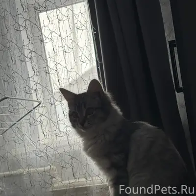 Пропала кошка, район Шанхая