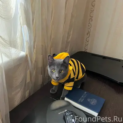 Пропал котёнок Гриша, Малые Перемерки