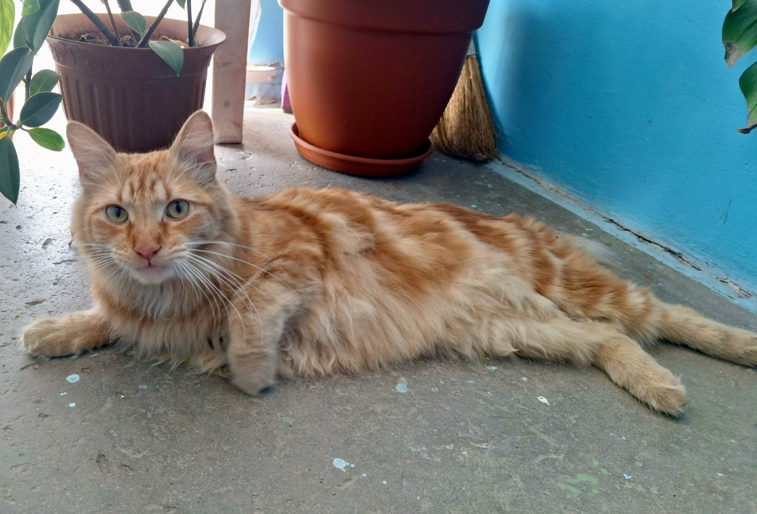 Найдена кошка, Московский пр 60