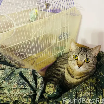 Пропала кошка, район 7 ветров