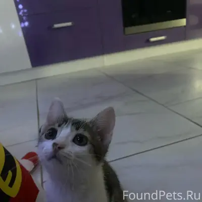 Пропала кошка, Первый проезд