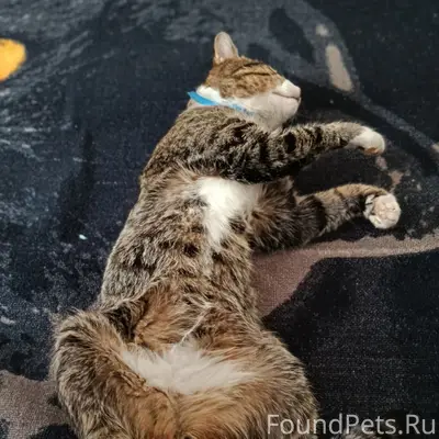 Пропал кот Васька, Ленина