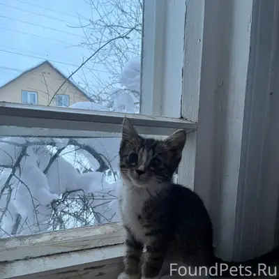 Пропал котёнок Фима, Индустриальная, Красноармейские