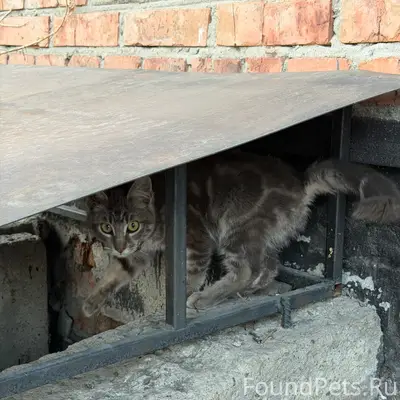 Найден котёнок в ошейнике, пр. Коммунистический
