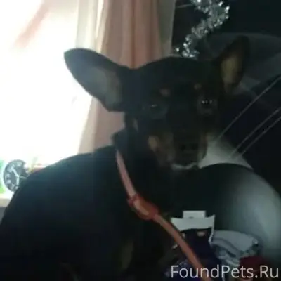 Пропала собака, звоните 89871424957