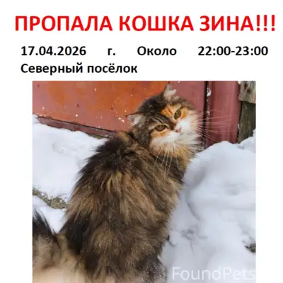 Пропала кошка Зина, Северный посёлок