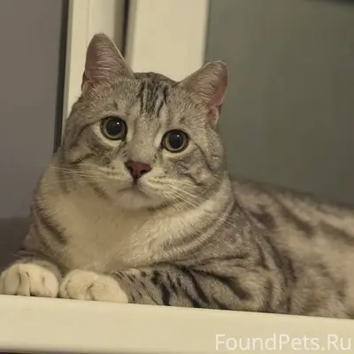 Пропал кот, серый с пятнами, Маршала Жукова