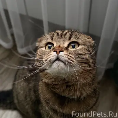 Пропала кошка Мура, район ул. Новая