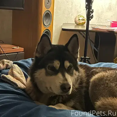 Найден Хаски, центр