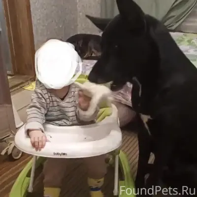 Ищу свою любимую собаку!!! 