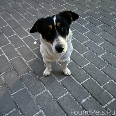 Найдена собака 