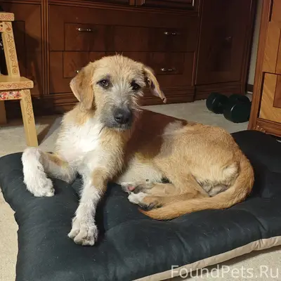 Пропала собака Мани, улица Новая