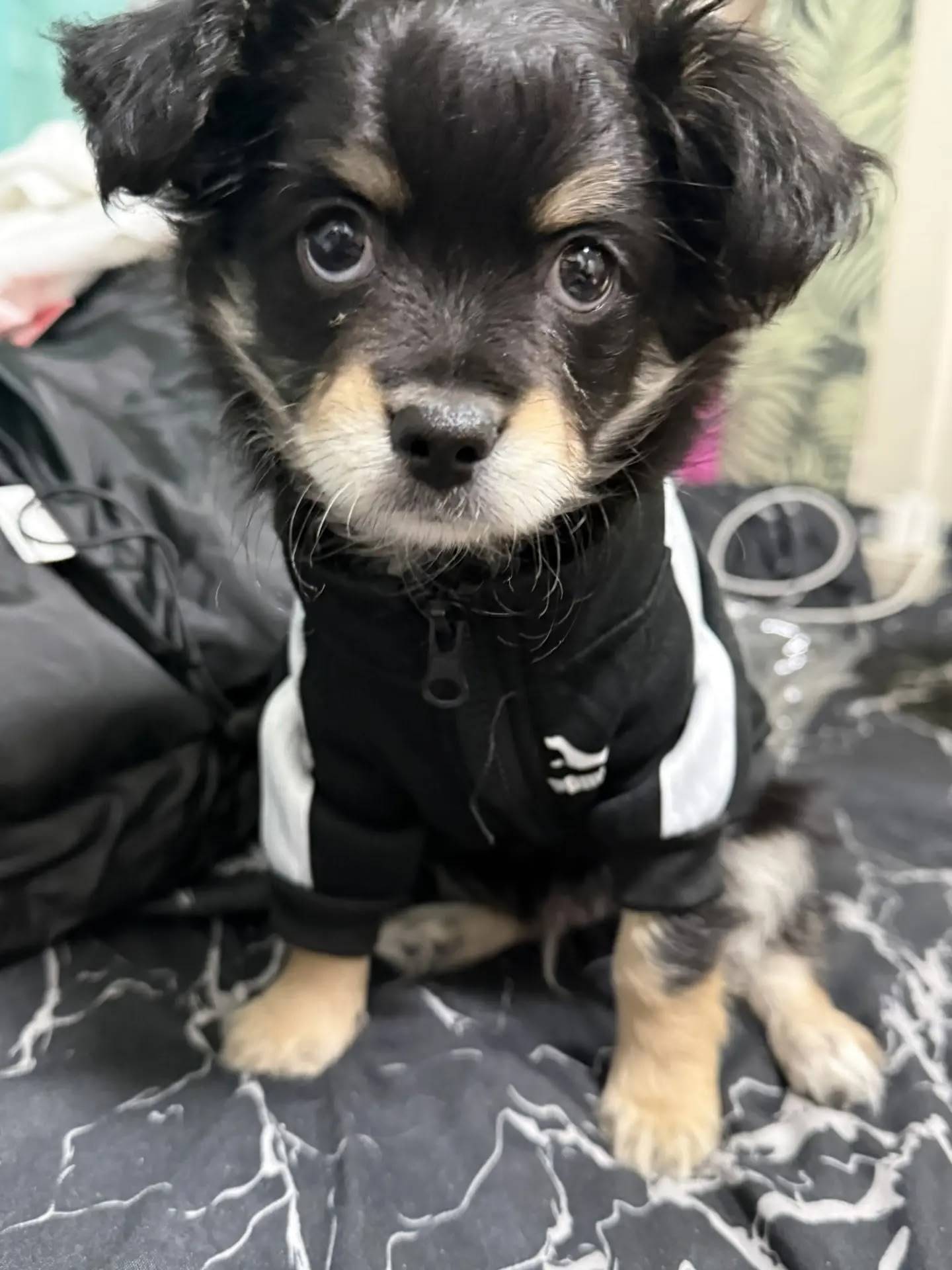 Пропал щенок Рони, район татарского базара