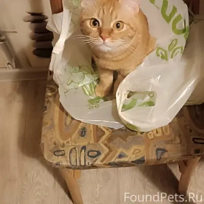 Пропала кошка Буся, район Юбилейный
