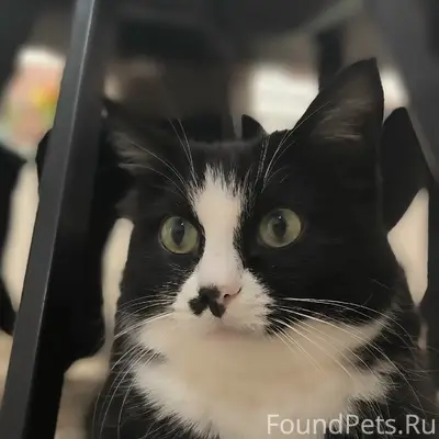 Пропал кот, Царицыно