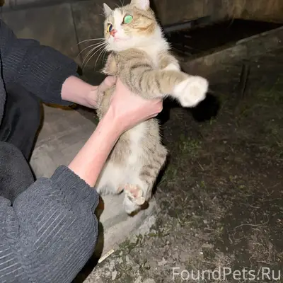 Найден котёнок, район аквапарка