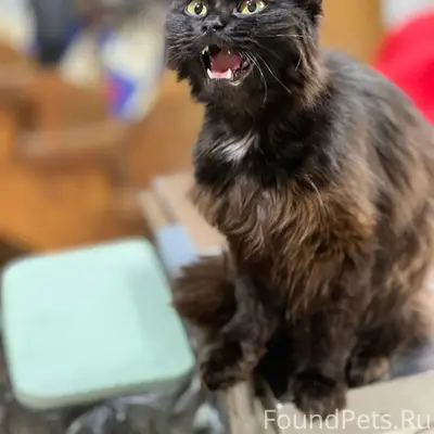 Найдена чёрная кошка, Наро-Фоминский район