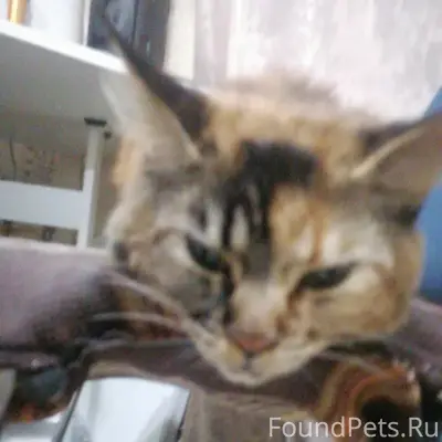 Пропала кошка Мия, Королёв