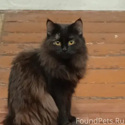 Пропала кошка, улица Московская 105