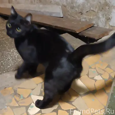 Найдена чёрная кошка, Жуковский