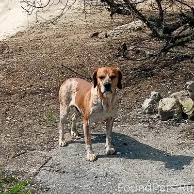 Найден кобелёметис спаниеля, Кировский район г. Волгоград