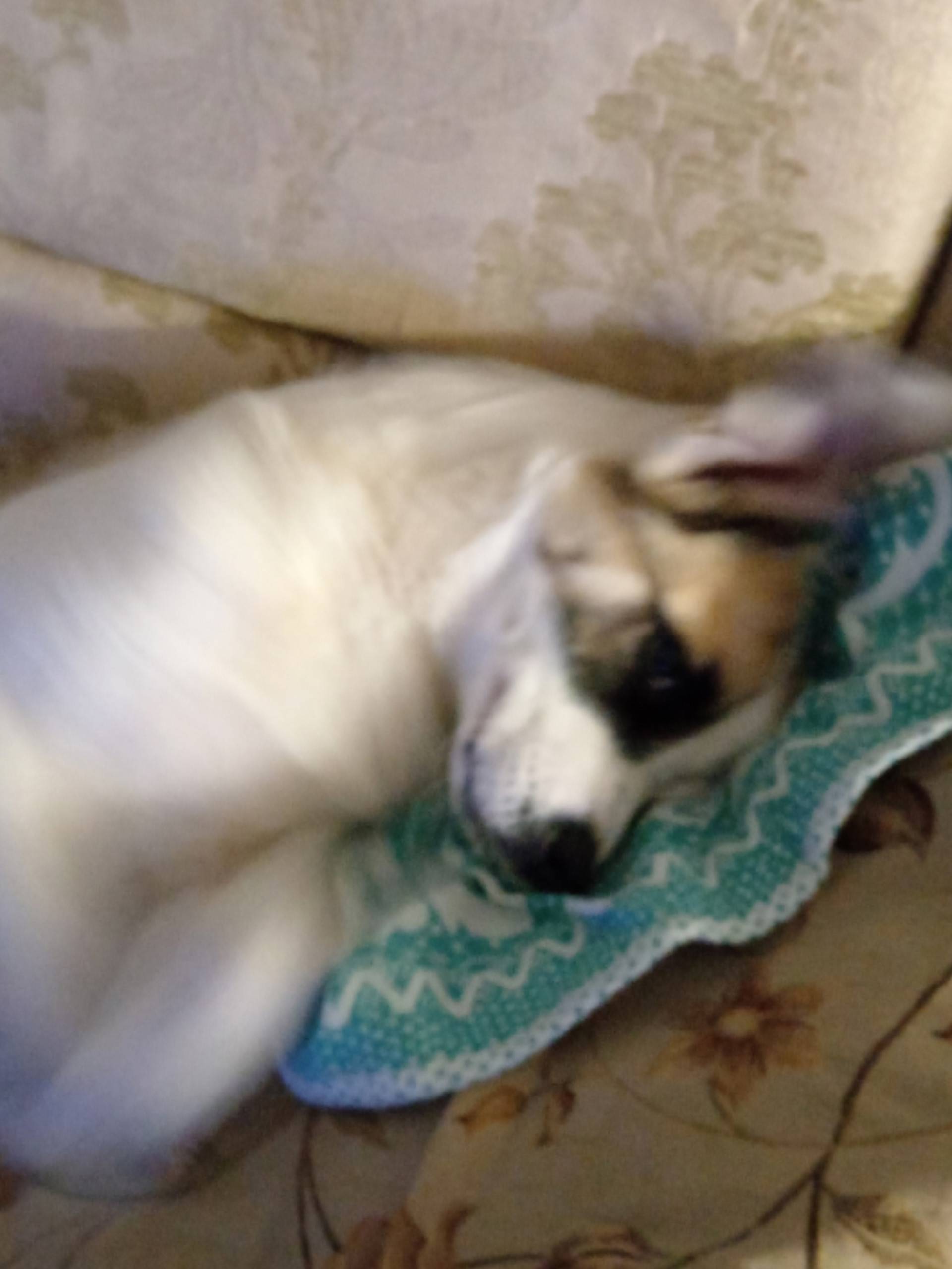 Найден щенок, конечная Тех училища