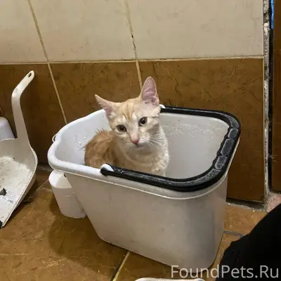Пропал котёнок Серёжа, Брянск
