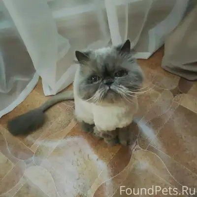 Пропал домашний кот, деревня Игнатово