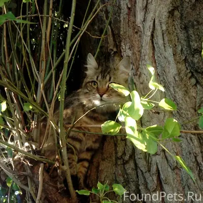 Пропал кот, Бутурлиновка, Воронежская обл.