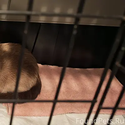 Найдена Сиамская кошка! Найдена домашняя кошка, очень ласковая и контактная. Не боится рук, и даже сама залезла в переноску — явно не уличная. Найдена по адресу: Новогиреево ул. Молостовых, д. 11к6 Сейчас находится на передержке у знакомых. По внешнему виду очень похожа на сиамскую кошку. Если вы узнали своего питомца или знаете хозяев — пожалуйста, свяжитесь!