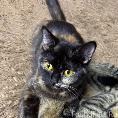 Пропала кошка Сима, ул. Красноармейская