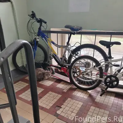 Найдена кошка, Янтарный проезд