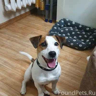 Найден Джек Рассел, Черниковка